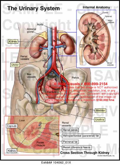 Medivisuals The Urinary System Medical Illustration