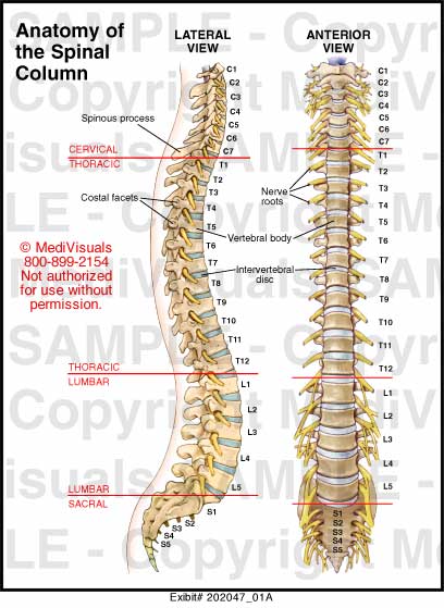 Anatomy of the Spinal Column Medical Illustration Medivisuals