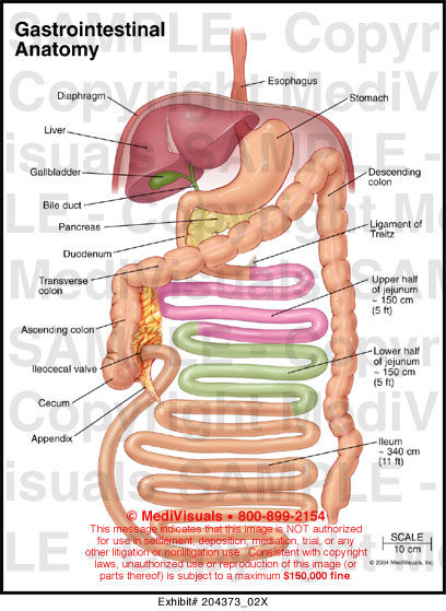 Gastrointestinal Anatomy Medical Illustration Medivisuals