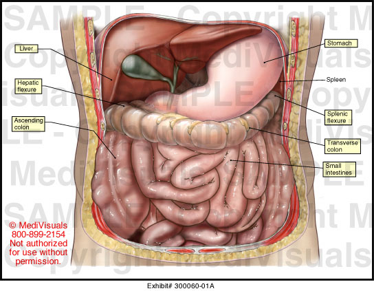 Abdominal Anatomy Medical Illustration Medivisuals