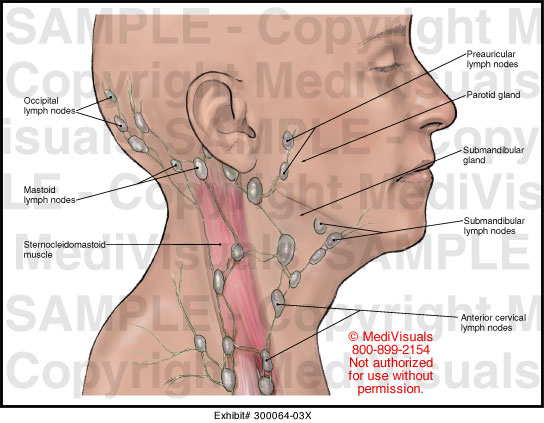 Lymph Nodes of the Head and Neck Medical Illustration