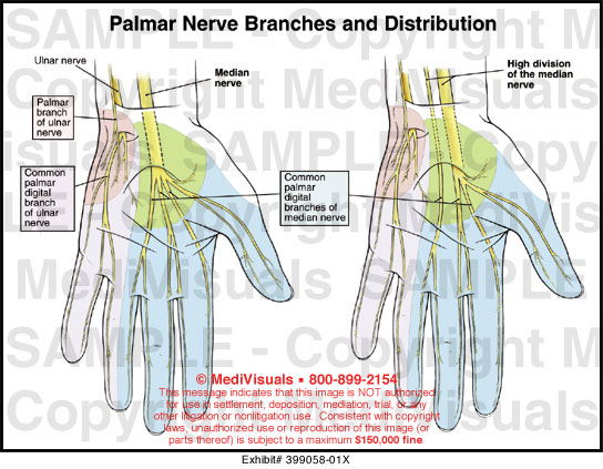 Medivisuals Palmar Nerve Branches and Distribution Medical Illustration