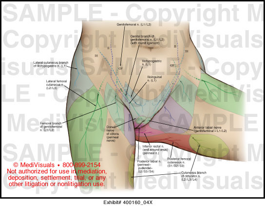 pelvic nerve pain #10