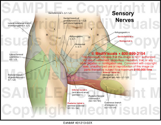 Medivisuals Sensory Nerves Medical Illustration