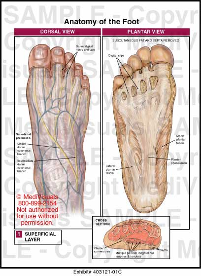 Anatomy of the Foot Medical Illustration Medivisuals