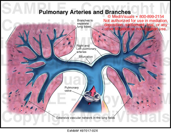 Medivisuals Pulmonary Arteries and Branches Medical Illustration