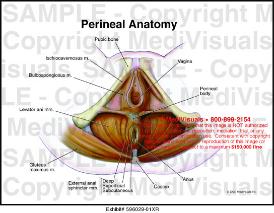 Medivisuals Perineal Muscle Anatomy Medical Illustration