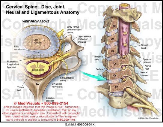 Cervical Spine Disc Joint Neural Ligamentous Anatomy MediVisuals