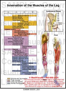 Innervation of the Muscles of the Leg Medical Illustration Medivisuals