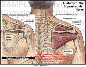 Anatomy of the Suprascapular Nerve Medical Illustration