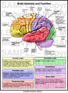 Brain Anatomy and Function Medical Illustration Medivisuals