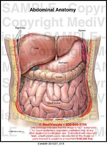 Abdominal Anatomy - Medical Illustrations | Muscle, Vascular, Abdominal